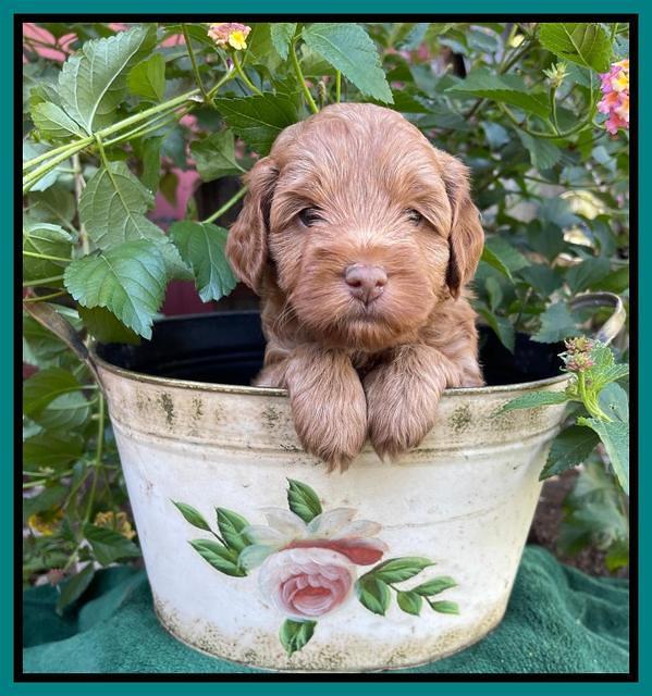 Bree Patrick pups 5 wks old 321