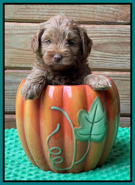 Bree Patrick pups 6 wks old 391