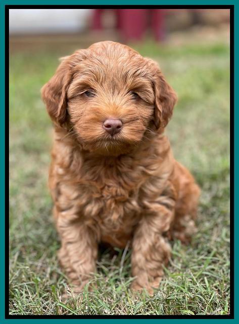 Bree Patrick pups 7 wks old 321