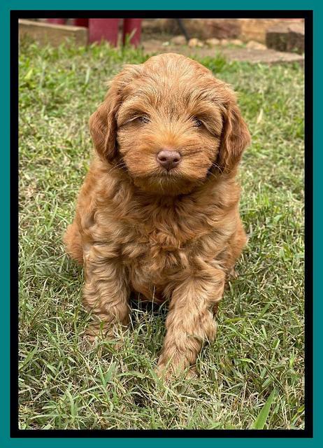 Bree Patrick pups 7 wks old 341