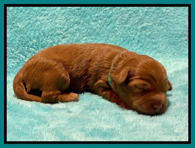 Bree Patrick pups1 week old 171
