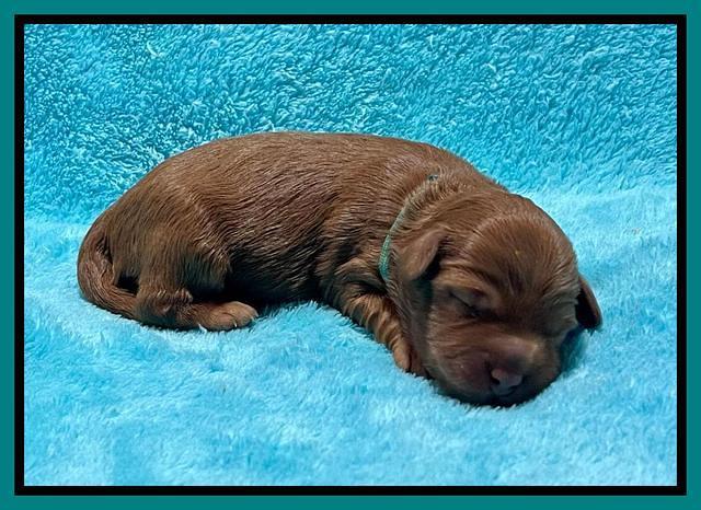 Bree Patrick pups1 week old 191