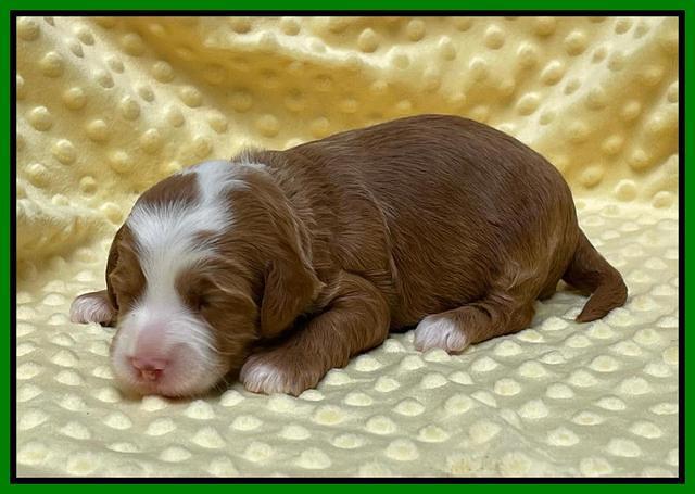 Bree Patrick pups 2 wks old 181