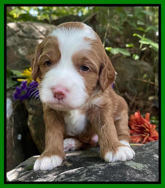 Bree Patrick pups 3 wks old 271