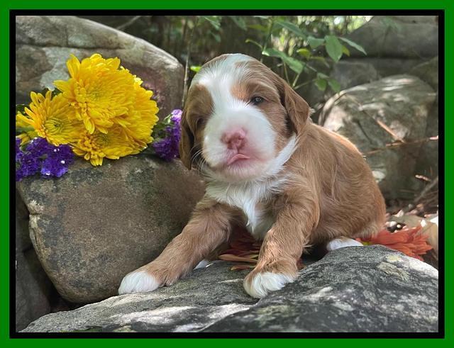 Bree Patrick pups 3 wks old 281