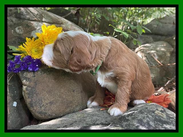 Bree Patrick pups 3 wks old 301