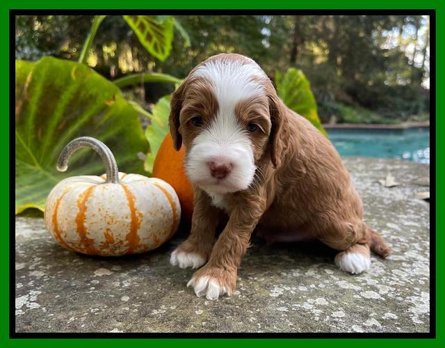 Bree Patrick pups 4 wks old 281