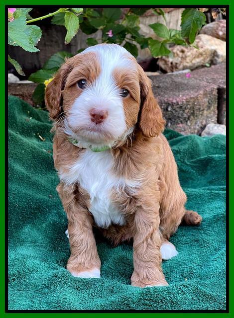 Bree Patrick pups 5 wks old 351