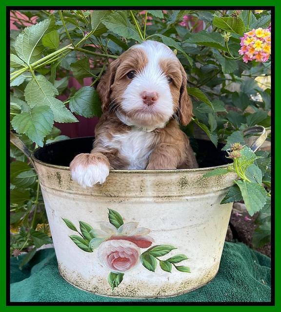 Bree Patrick pups 5 wks old 361