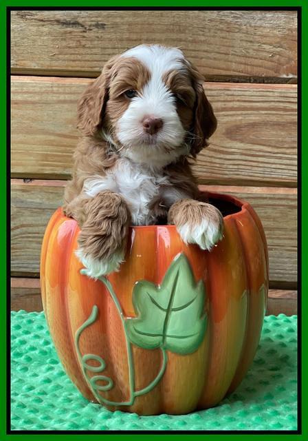 Bree Patrick pups 6 wks old 401