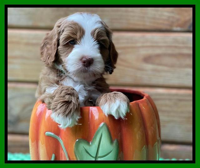 Bree Patrick pups 6 wks old 411