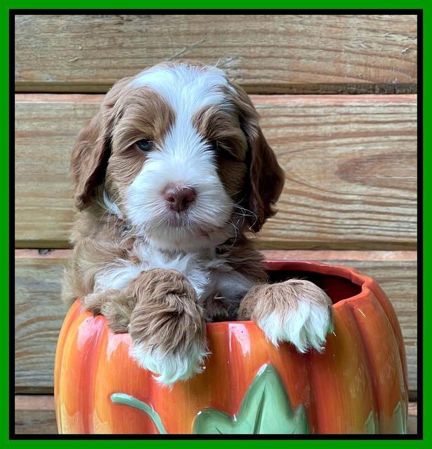 Bree Patrick pups 6 wks old 421