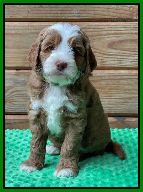 Bree Patrick pups 6 wks old 431