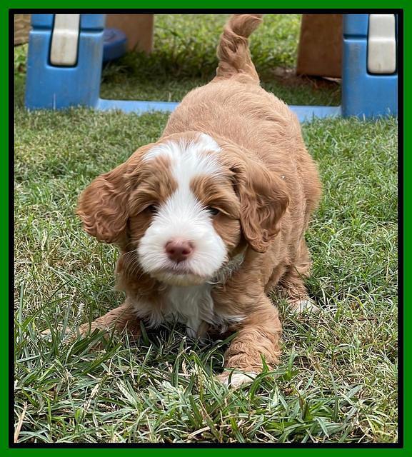 Bree Patrick pups 6 wks old 441