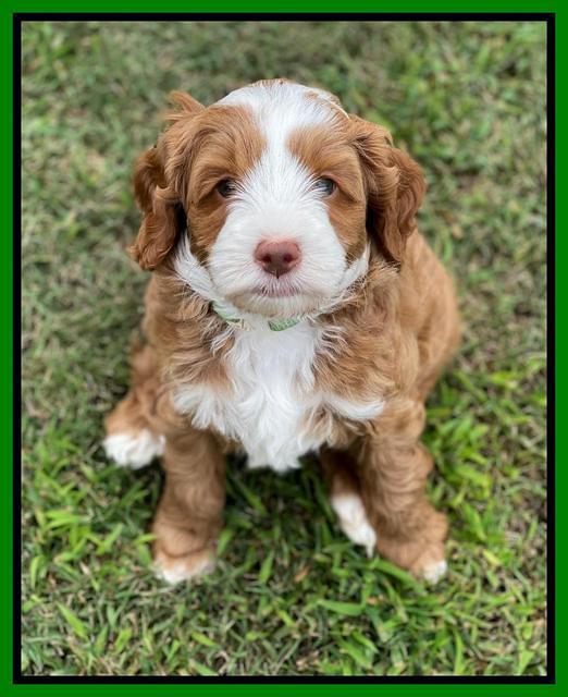 Bree Patrick pups 7 wks old 361