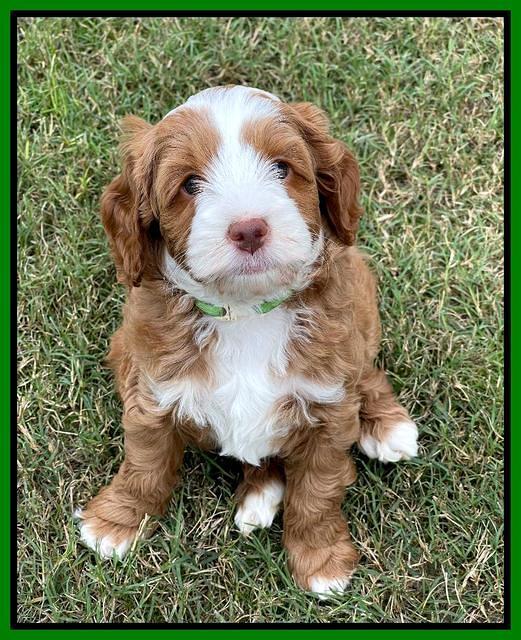 Bree Patrick pups 7 wks old 371