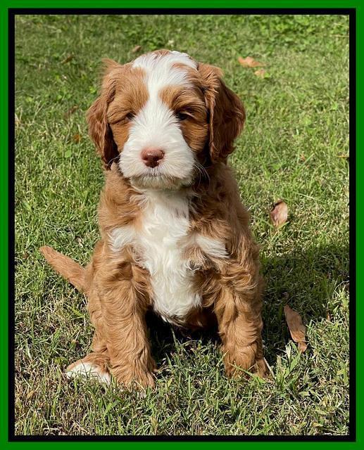 Bree Patrick pups 7 wks old 381