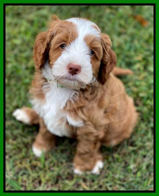 Bree Patrick pups 7 wks old 391