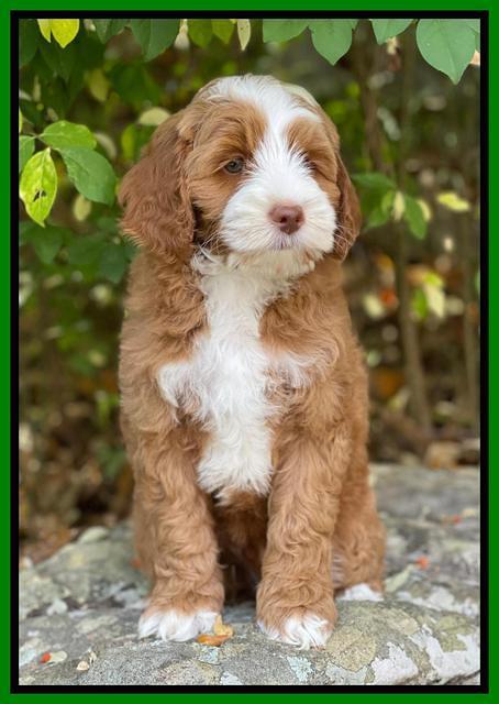 Bree Patrick pups 8 wks old 1152