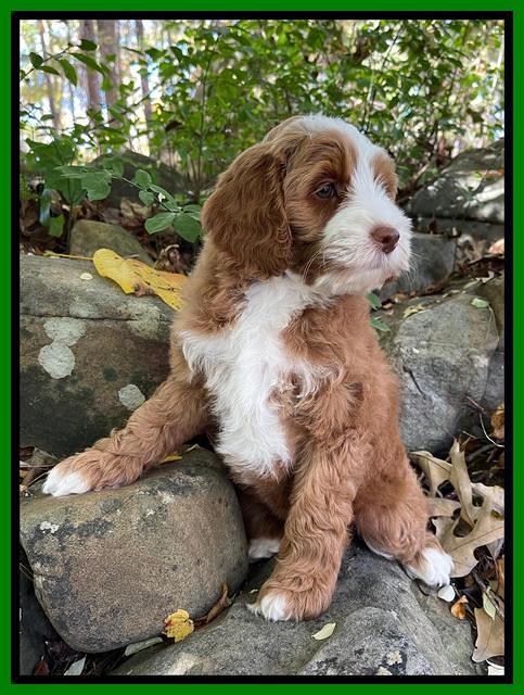 Bree Patrick pups 8 wks old 2152