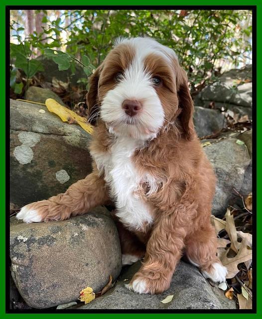 Bree Patrick pups 8 wks old 3152