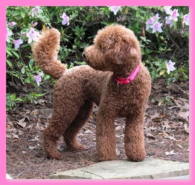 Brie 18 mos old new cut azalias 003