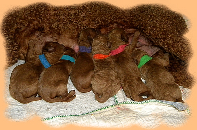 Bries newborn puppies 7 26 09 004