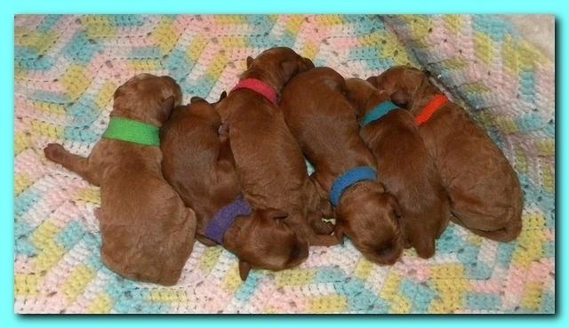 Bries newborn puppies1 7 26 09 008