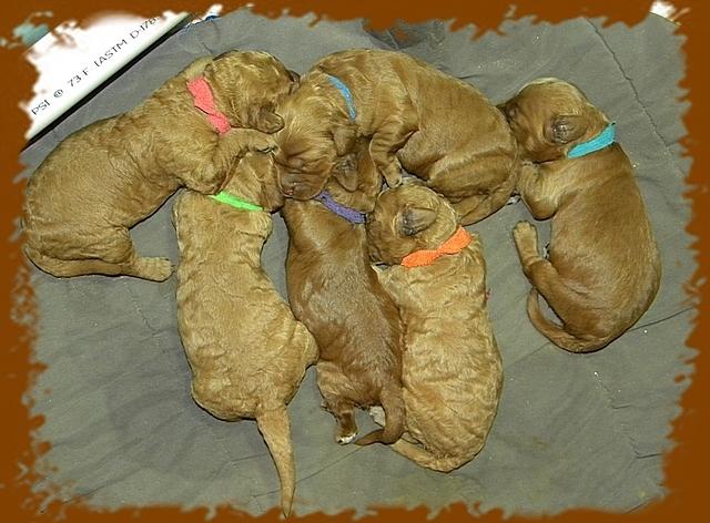 Bries puppies 1 week old lavendar blkt 029