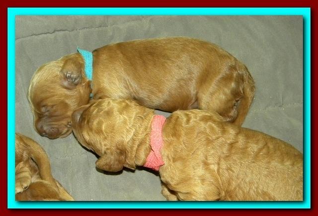 Bries puppies 1 week old lavendar blkt 031