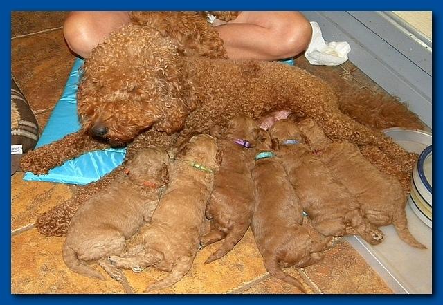 Bries puppies 3 weeks old 003