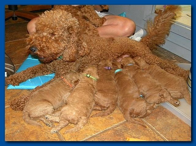 Bries puppies 3 weeks old 004