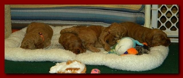 Bries puppies 4 weeks old outside rocks 053