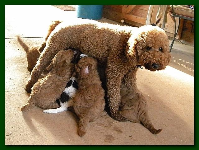 Bries pups outside early morning playing 6 weeks old 001