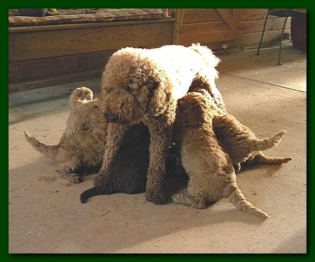 Bries pups outside early morning playing 6 weeks old 002