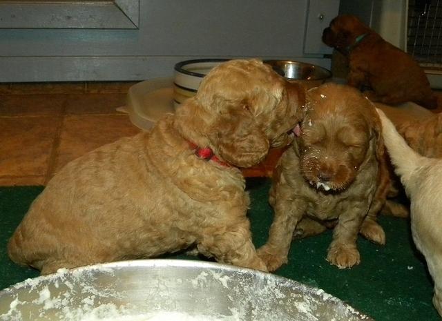 Gizzie Roux puppies 4 weeks old eating and playtime 023