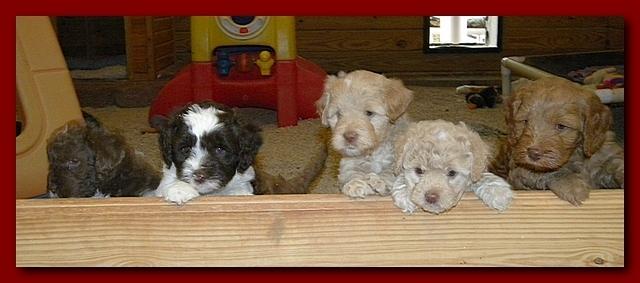 Gizzie and Brie group pic puppies 5 weeks old 002