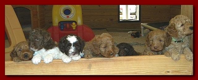 Gizzie and Brie group pic puppies 5 weeks old 003