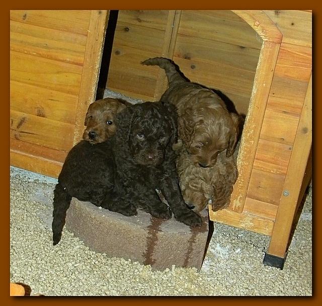 Gizzie and Brie group puppy pics 4-5 weeks old 003