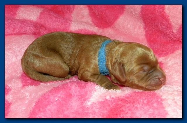 Bries puppies 1 day old pink hearts 035