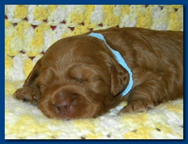 Bries puppies 2 weeks old yellow blanket 017