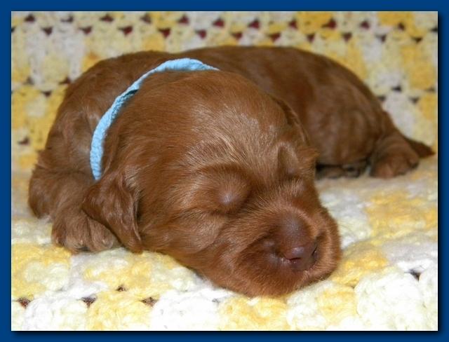 Bries puppies 2 weeks old yellow blanket 068