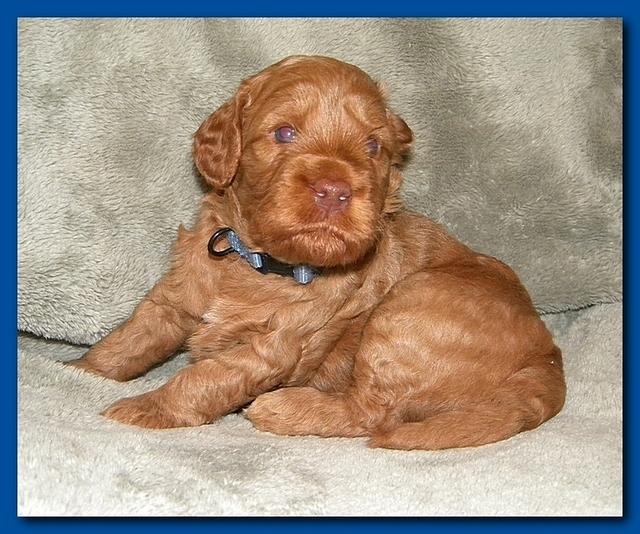 Bries puppies 3 weeks old 006