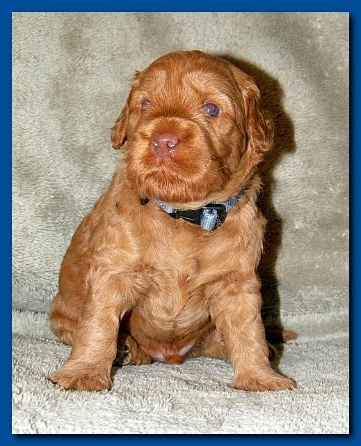 Bries puppies 3 weeks old 007