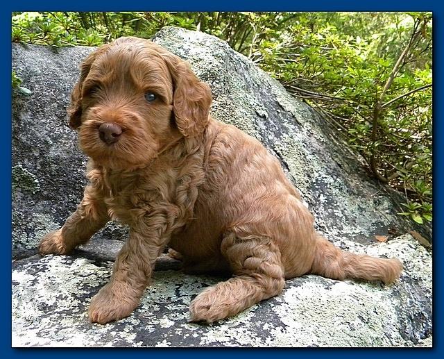 Bries puppies 4 weeks old outside rocks 028