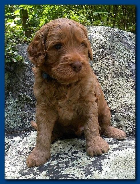 Bries puppies 4 weeks old outside rocks 029