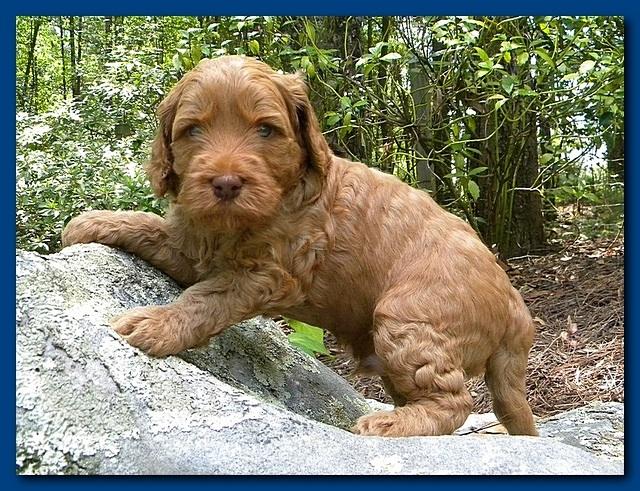 Bries puppies 4 weeks old outside rocks 030