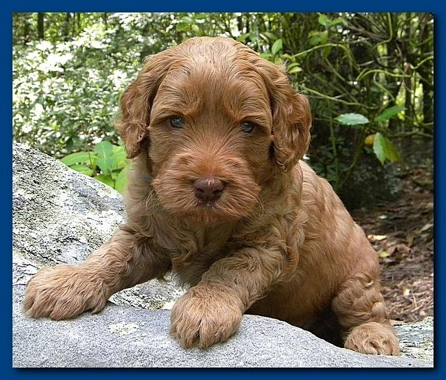Bries puppies 4 weeks old outside rocks 032