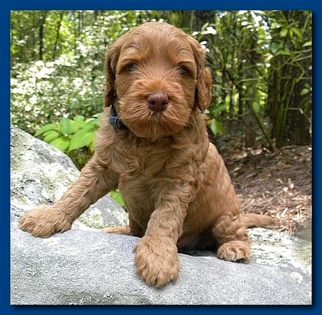 Bries puppies 4 weeks old outside rocks 033