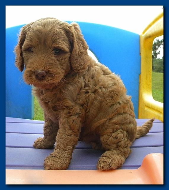 Bries puppies 5 weeks outside playground 009